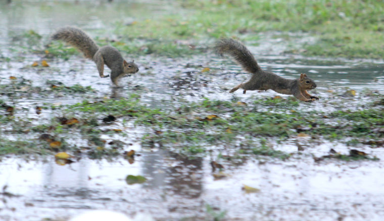 Plenty of puddles